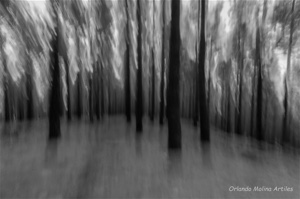 Reto 98 - Un árbol o varios